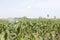 Corn plantations were watered by sprinklers.