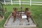 Corn planter - Farming Machining displayed at the Amish village