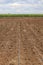 Corn planting under drip irrigation