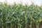 Corn planting under drip irrigation