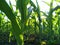 Corn Plants from close