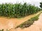 Corn plants on a field flooded damage
