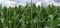 Corn plants. Field with growing corn. Agricultural concept. Land farming and crop production. Agribusiness