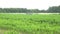 Corn plants field and tractor spray chemicals for crop protect. 4K