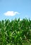 Corn Plants Sky