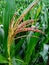 Corn plants start to grow flowers in the fields