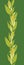 Corn plants vertical seamless pattern background