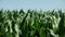 Corn plants waving at wind at summer day, zoom out