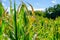 Corn plants wilting and dead after wrong applying herbicide in cornfield