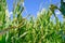 Corn plants wilting and dead after wrong applying herbicide in cornfield