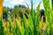 Corn plants wilting and dead after wrong applying herbicide in cornfield