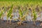 Corn plants with yellow leaves and dying in flooded cornfield due to standing water and flooding