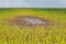 Corn plants with yellow leaves and dying in flooded cornfield due to standing water and flooding