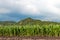 corn plots in farmland  corn field  corn planting  corn cultivation