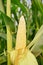 Corn pods on the corn plant,corn field in agricultural garden, pods corn on trunk