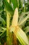 Corn pods on the corn plant,corn field in agricultural garden, pods corn on trunk