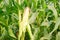 Corn pods on the corn plant,corn field in agricultural garden, pods corn on trunk