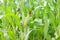 Corn pods on the corn plant,corn field in agricultural garden, pods corn on trunk