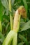 Corn pods on the corn plant,corn field in agricultural garden, pods corn on trunk