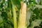 Corn pods on the corn plant,corn field in agricultural garden, pods corn on trunk