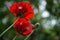 Corn poppies