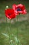 Corn poppies