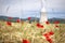 Corn poppies and cooling tower