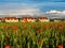 Corn poppies red bloom in green grain field by sunset light at suburb