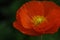 Corn poppy