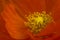 Corn poppy