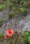 Corn Poppy Blossoms