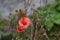 Corn Poppy Blossoms