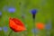 Corn poppy and cornflowers flowering in meadow in summer