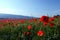 Corn Poppy field