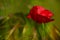 Corn Poppy Flower (Papaver rhoeas)