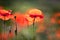 Corn Poppy Flowers Papaver rhoeas