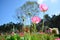 corn poppy flowers under the sky