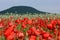 Corn poppy and hill