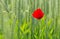 Corn poppy in wheat field