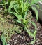 Corn and Purslane Plants