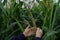 Corn in the rainy season with little sunlight, affects the growth of corn