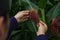 Corn in the rainy season with little sunlight, affects the growth of corn