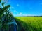 Corn and rice planted in garden, fresh green with clear sky