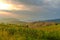 Corn and rice seedling on terrace rice fields at sunset