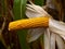 Corn. Ripe corn head. Corn grains, autumn cereal harvest and livestock feed