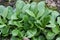 Corn Salad, Field salad, Lamb`s Lettuce Valerianella locusta in the garden, ready to cut. Close up