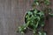 Corn salad plant, lamb`s lettuce Valerianella locusta, valeriana salad on wooden background.