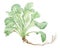 Corn salad Valerianella locusta plant botanical drawing over white background