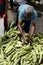 Corn sale at open fair