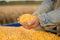 Corn seed in hand of farmer.